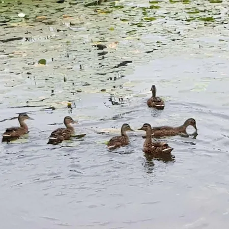 Apartamento Jacqueline *