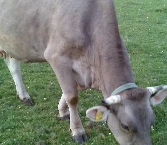 Apartamento Jacqueline Sankt Kanzian am Klopeiner See